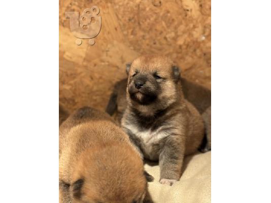 Κουτάβια Shiba Inu